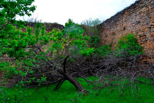 arbol caido